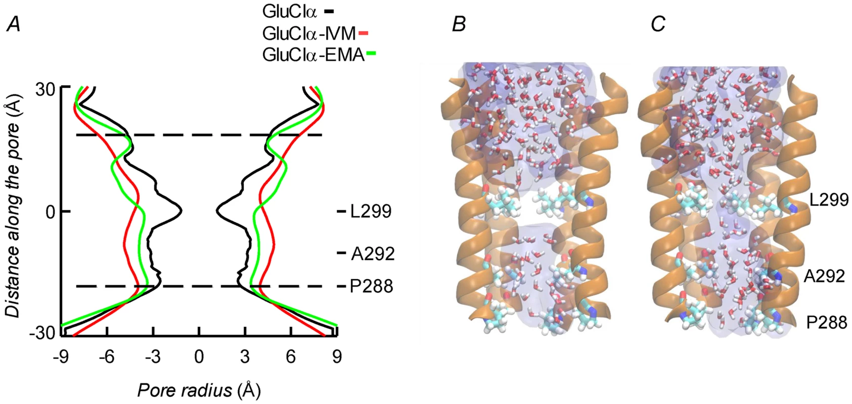 A. Channel pore radius along the z-axis in the receptor alone (black) and in the CrGluClα-emamectin (green) and CrGluClα-ivermectin (red) systems.