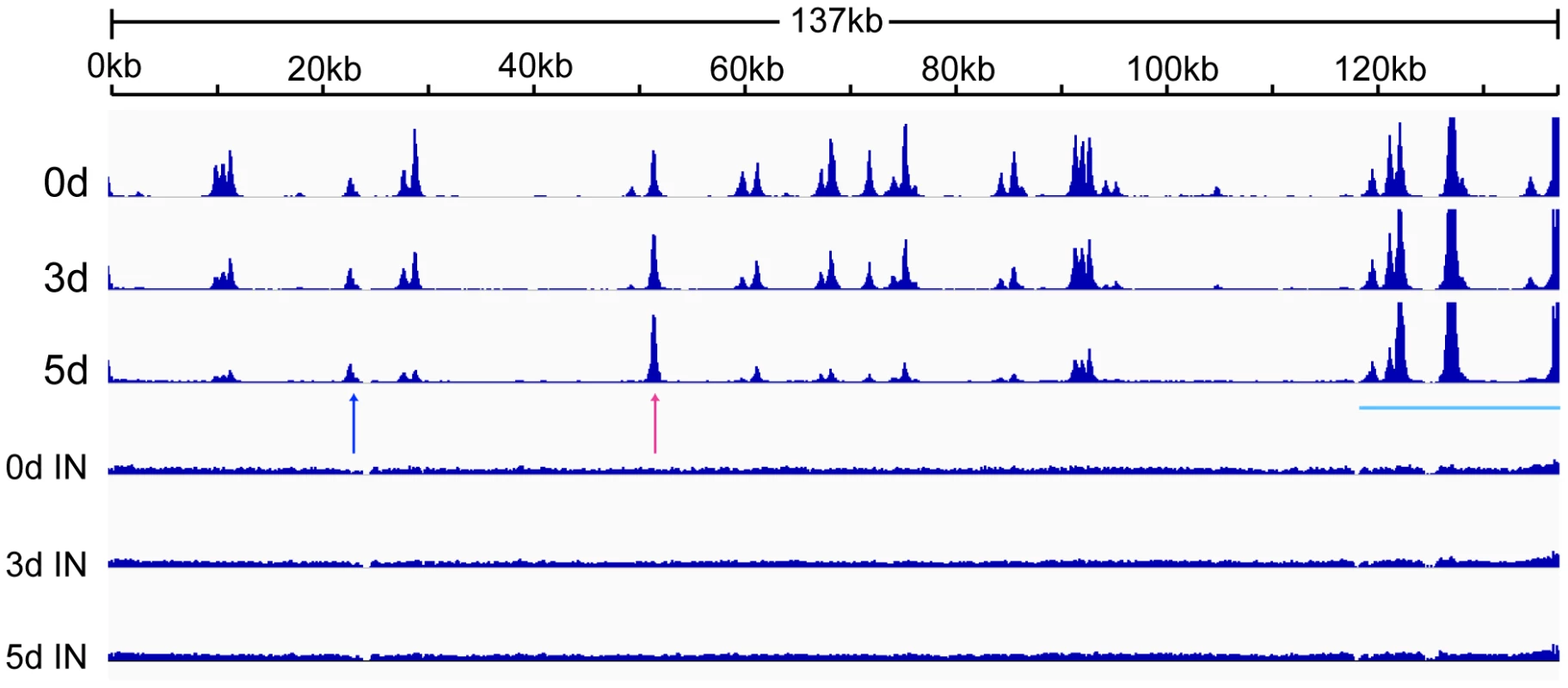 Changes in CTCF binding to the KSHV genome during KSHV reactivation and lytic replication.