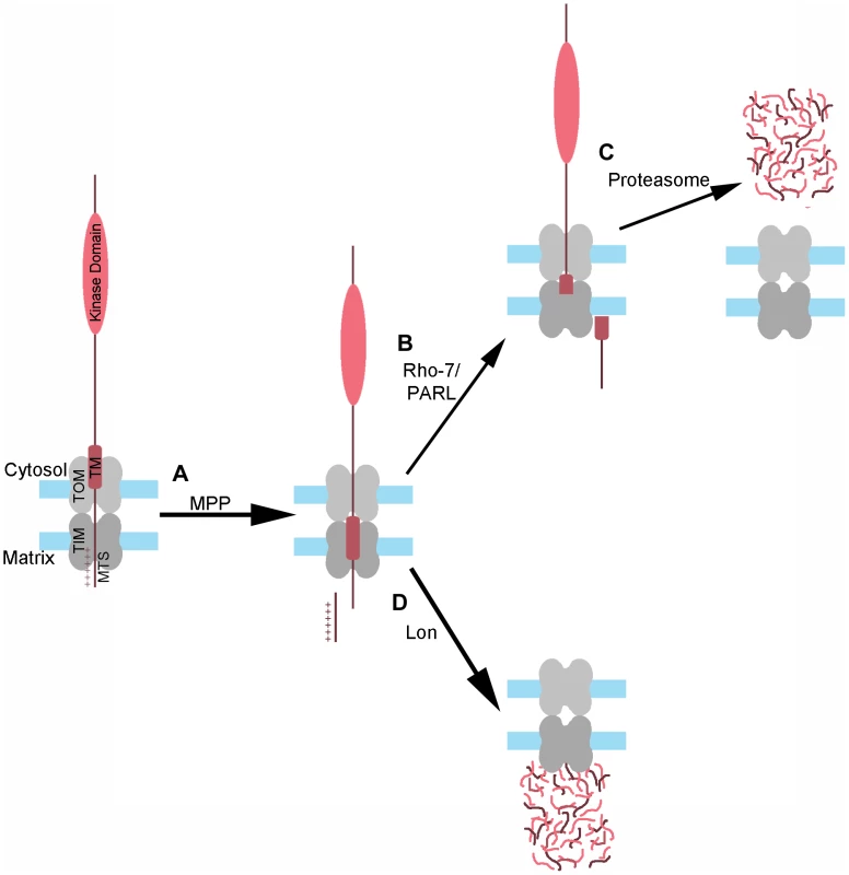 Model of PINK1 processing and degradation.