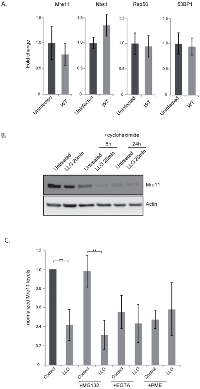 LLO induces degradation of Mre11 in an aspartyl-protease dependent manner.