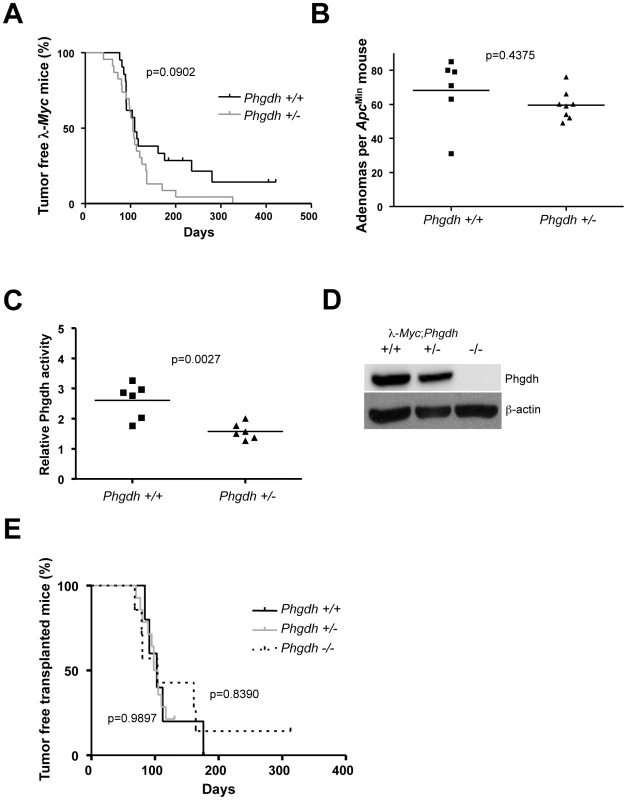 Phgdh is dispensable for lymphomagenesis in λ-<i>Myc</i> transgenic mice.