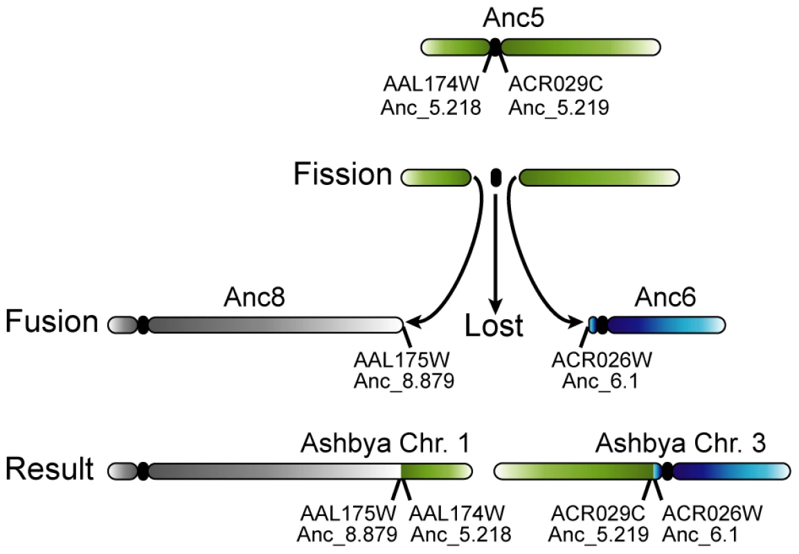 Loss of a centromere in <i>A. gossypii</i> by the breakage of a chromosome at its centromere.
