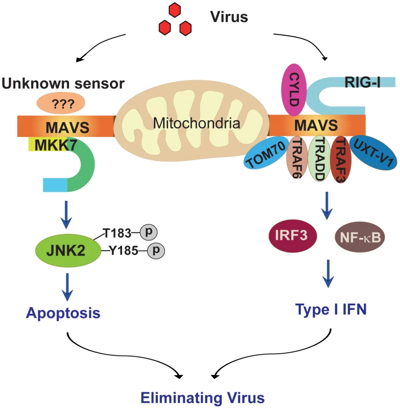 Schematic diagram of the MAVS-MKK7-JNK2 apoptosis signaling pathway.