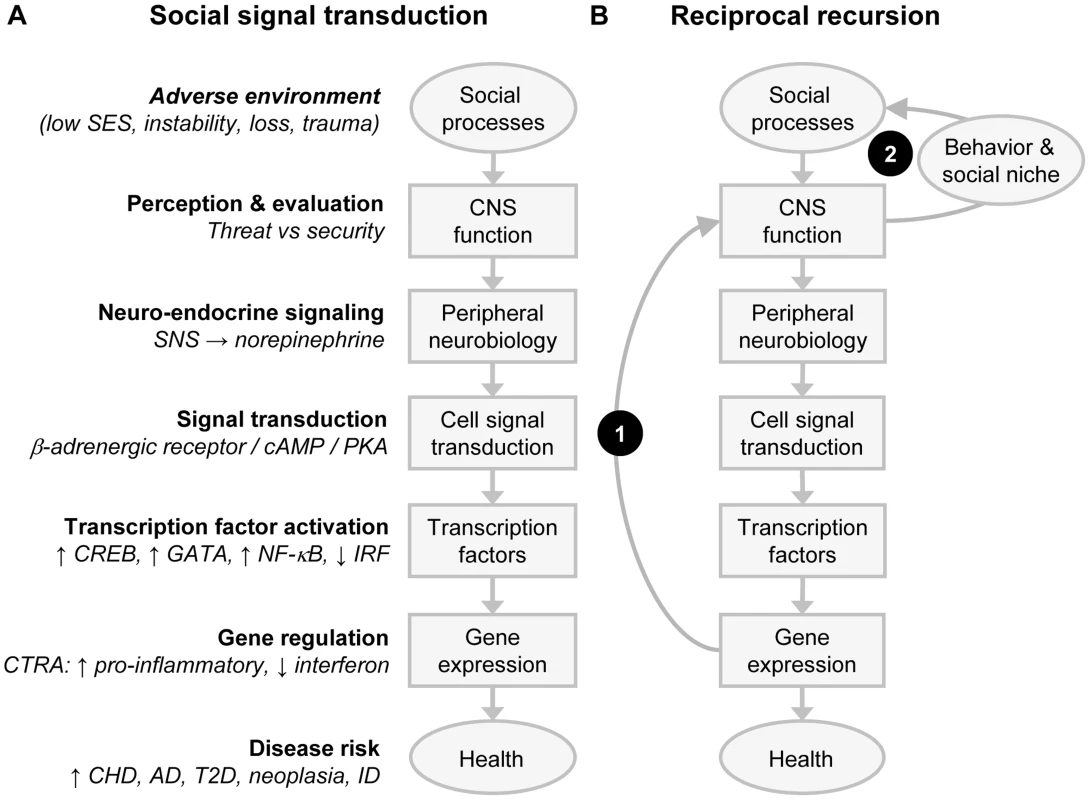 Social signal transduction and recursive network genomics.