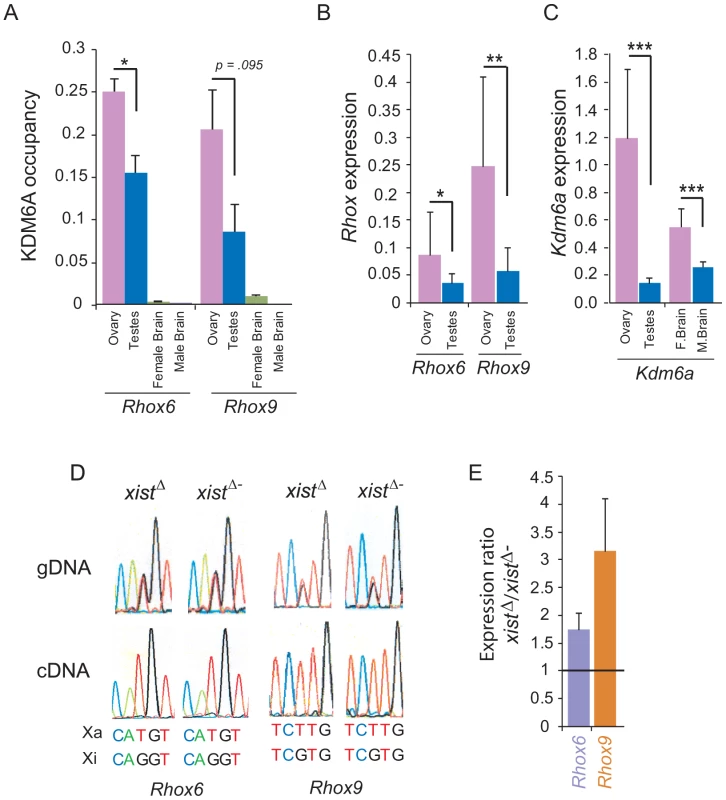 <i>Rhox6</i> and <i>9</i> expression and KDM6A occupancy are high in ovary where the genes are imprinted.