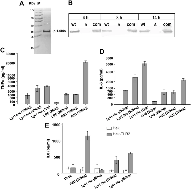 Induction of proinflammatory cytokines by purified Lpl1-his.