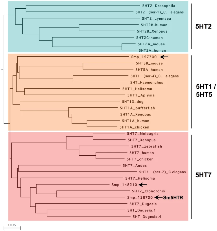 Phylogenetic tree of serotonin receptors.
