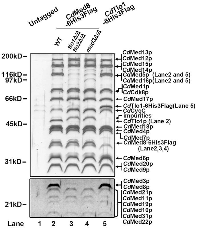 Biochemical analysis of Mediator in <i>C. dubliniensis</i> wild-type and <i>tlo1</i>Δ/<i>tlo2</i>Δ.
