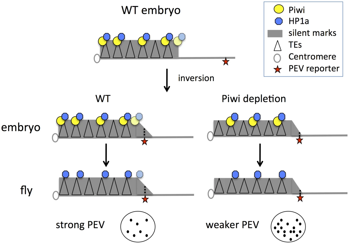 Model for Piwi's role in the heterochromatin formation and PEV reporter silencing.