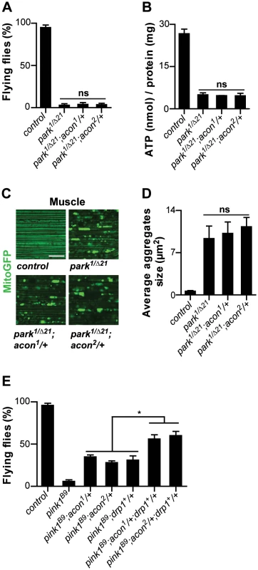 Acon inactivation and Parkin-mediated mitophagy act in parallel in <i>pink1</i> mutants.