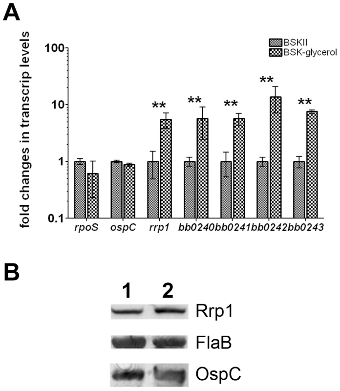 Glycerol induces expression of <i>rrp1</i> and <i>bb0240-bb0243</i>.
