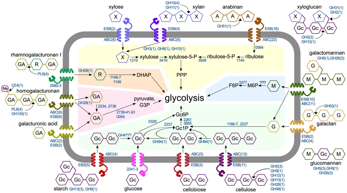 Model of polysaccharide degradation and metabolism by <i>C. phytofermentans</i>. CAZymes (shown as the number of enzymes in CAZy families) are based on purified activities and are intra- or extracellular based on putative secretion signals.
