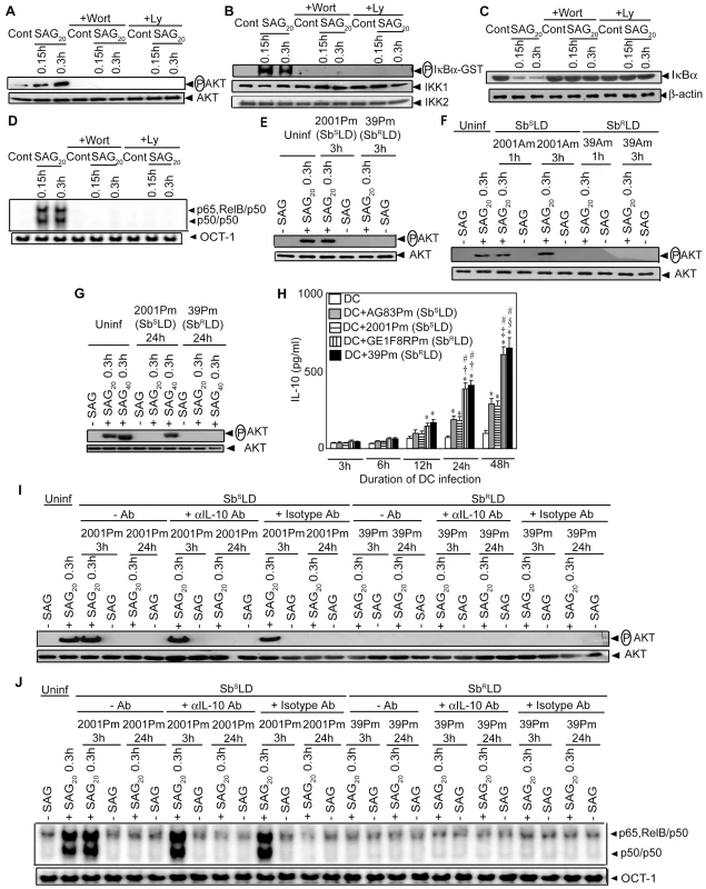PI3K/AKT suppression by Sb<sup>R</sup>LD inhibits SAG-induced NF-κB signaling in an IL-10 independent manner.