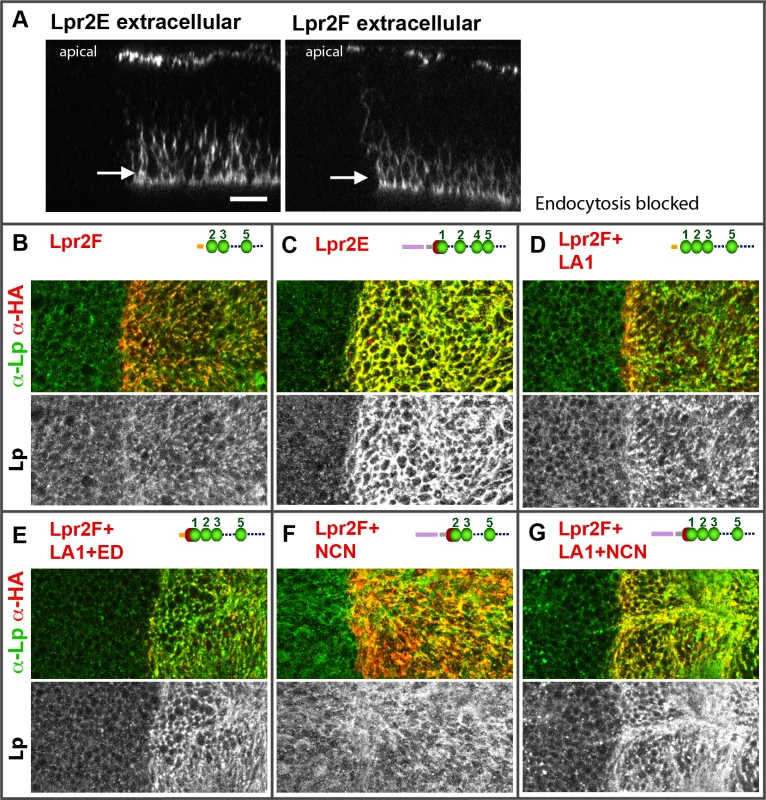 The LA-1 and ED domains of the lipophorin receptors are required for robust lipophorin stabilization in imaginal discs.