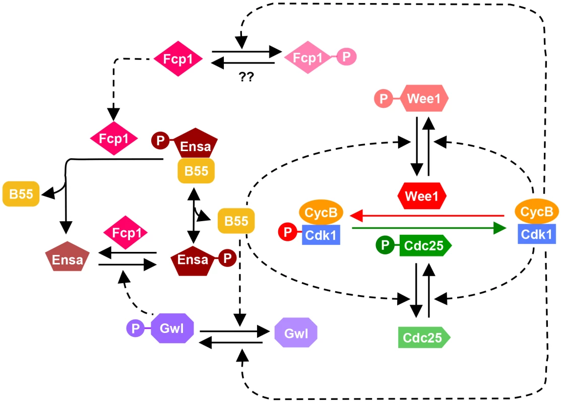 Revised model of the Cdk1 activation loop.