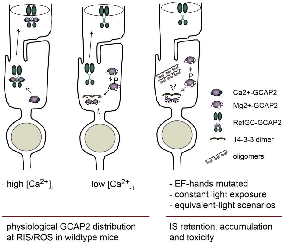 Model depicting a mechanism regulating GCAP2 distribution in rods involving GCAP2 phosphorylation and 14-3-3 binding.