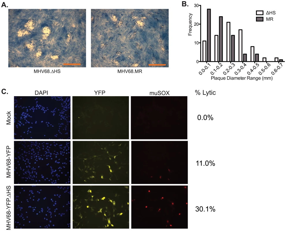 MHV68.ΔHS generates larger plaques and increases the percentage of lytic antigen-expressing cells.