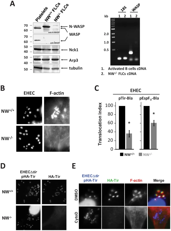 N-WASP-mediated actin assembly facilitates type III translocation of Tir and EspF<sub>U</sub> from EHEC.