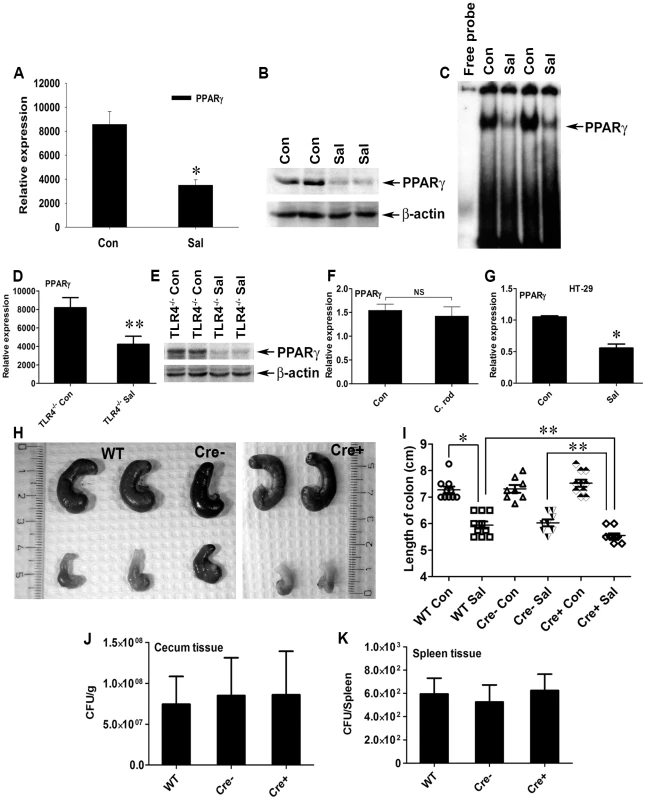<i>S.</i> Typhimurium down-regulates PPARγ while inducing colitis in C57BL/6 mice.