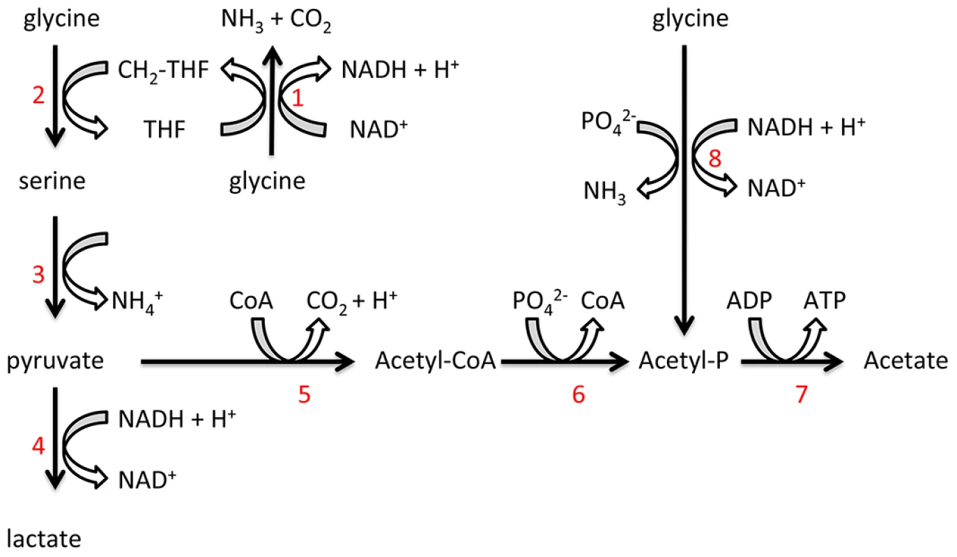 Proposed <i>T. denticola</i> glycine catabolic pathways.