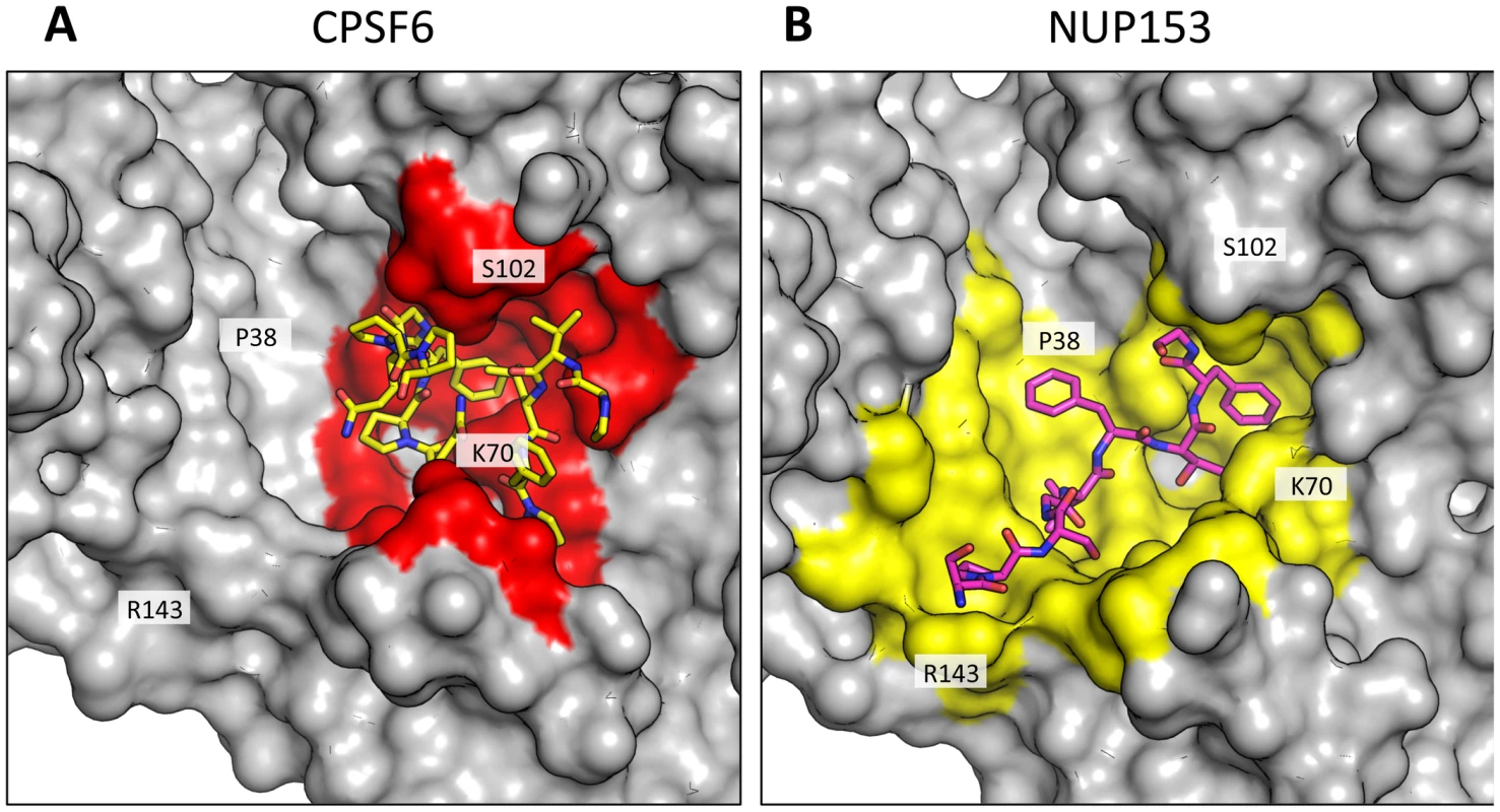 CPSF6 and NUP153 interact with distinct sets of CA residues within the hexamer interface.
