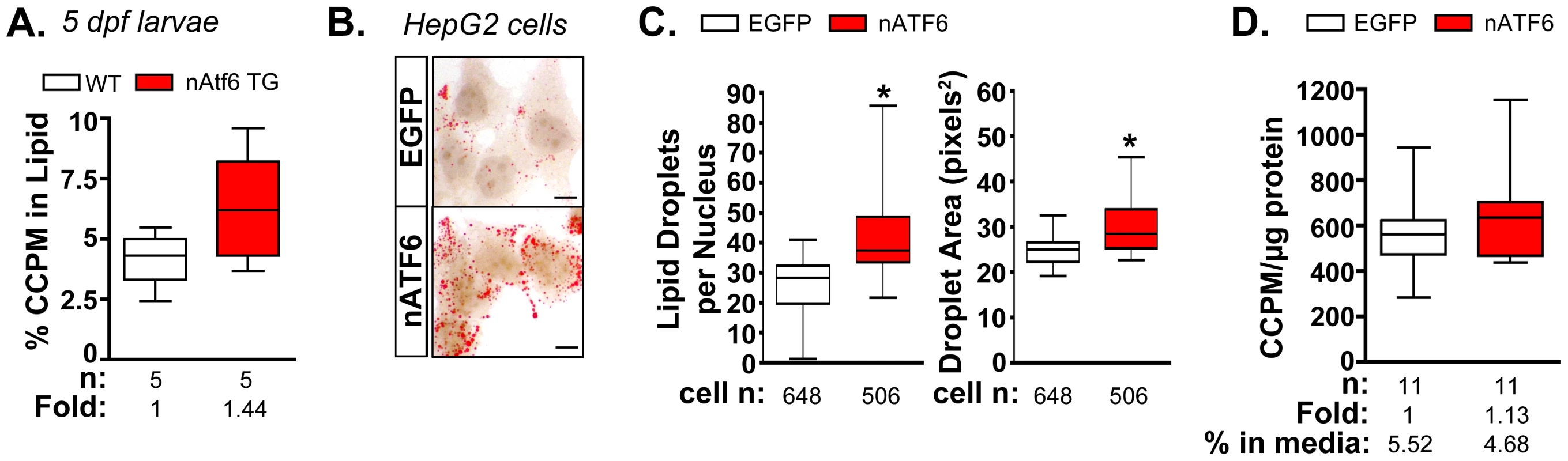 <i>De novo</i> lipogenesis is enhanced <i>in vitro</i> and <i>in vivo</i> by nAtf6 overexpression.