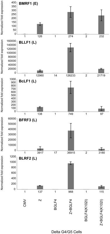 Expression of BGLF4 significantly up-regulates the level of late transcripts.