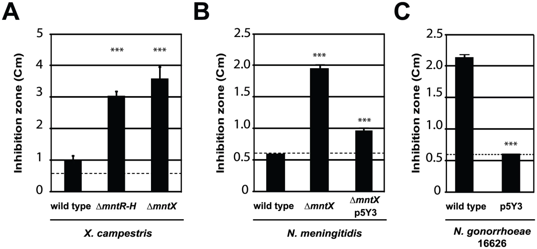 MntX which confers Mn resistance, is often not functional in <i>N. gonorrhoeae</i>.