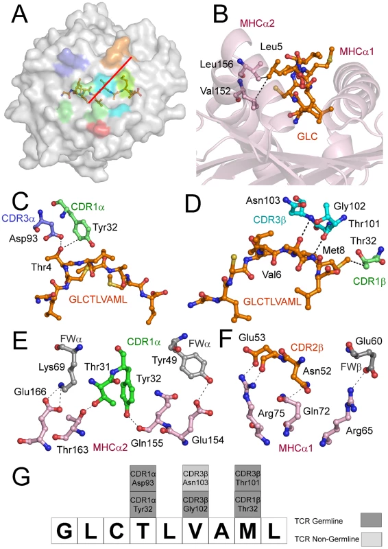 Interactions of the AS01-GLC-A2 complex.