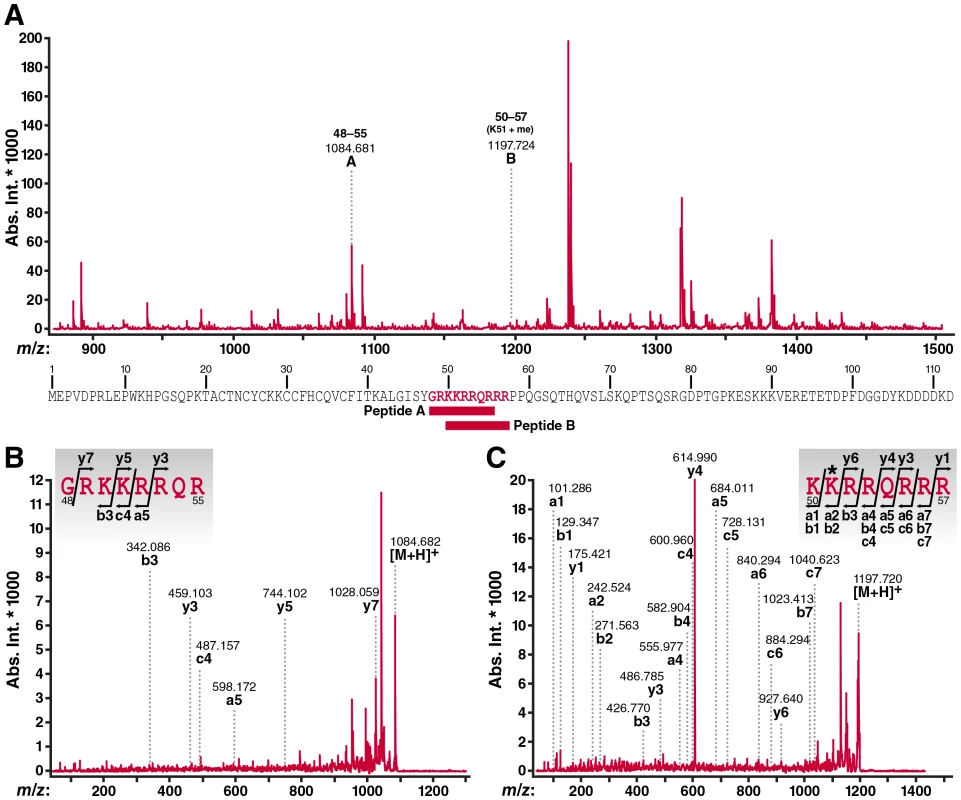 MALDI-TOF mass spectrometric analysis of cellular Tat confirms K51 monomethylation.