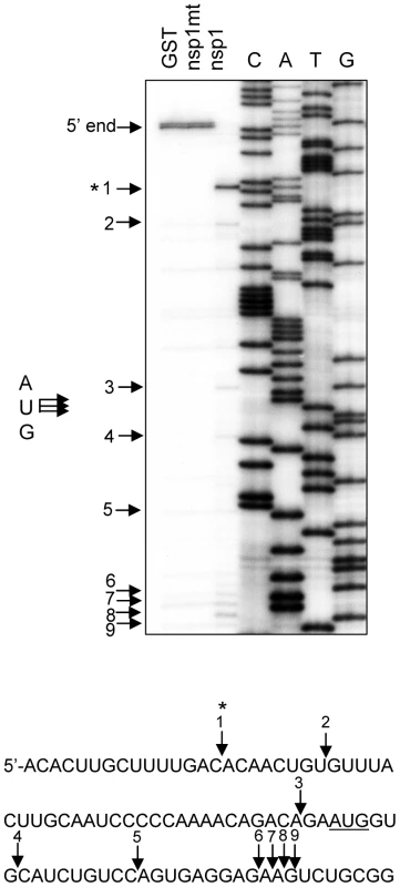 Characterization of nsp1-induced RNA modification in rabbit β-globin mRNA.