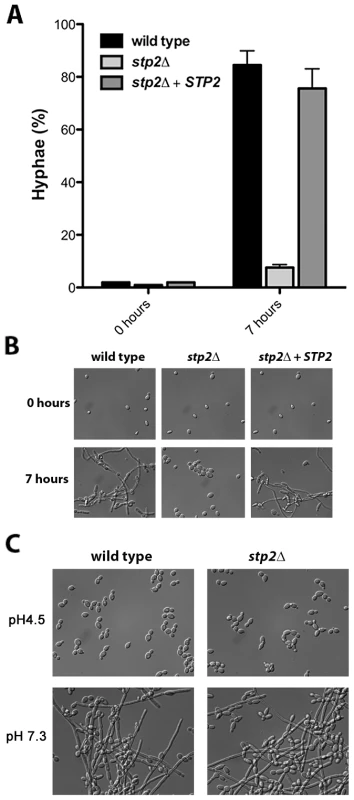 Cells lacking <i>STP2</i> do not induce hyphal morphogenesis under alkalinization conditions.
