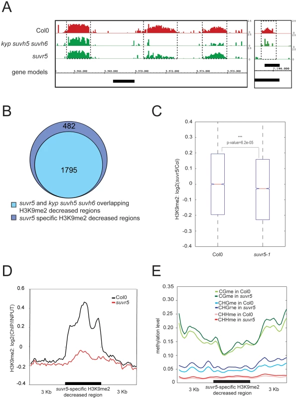 SUVR5-specific H3K9me2 deposition correlates with the zinc finger domain binding and promotes gene silencing.