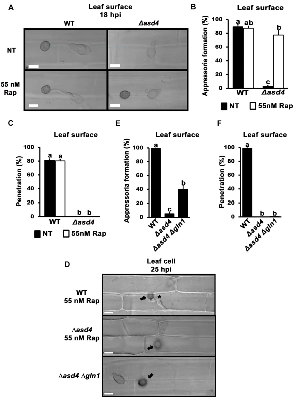 Δ<i>asd4</i> mutant strains treated with rapamycin or lacking <i>GLN1</i> formed melanized appressoria on rice leaf surfaces that were not infection-competent.
