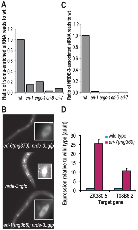 <i>eri-6/7</i>-dependent siRNAs associate with NRDE-3 to direct cotranscriptional gene silencing in the nucleus.