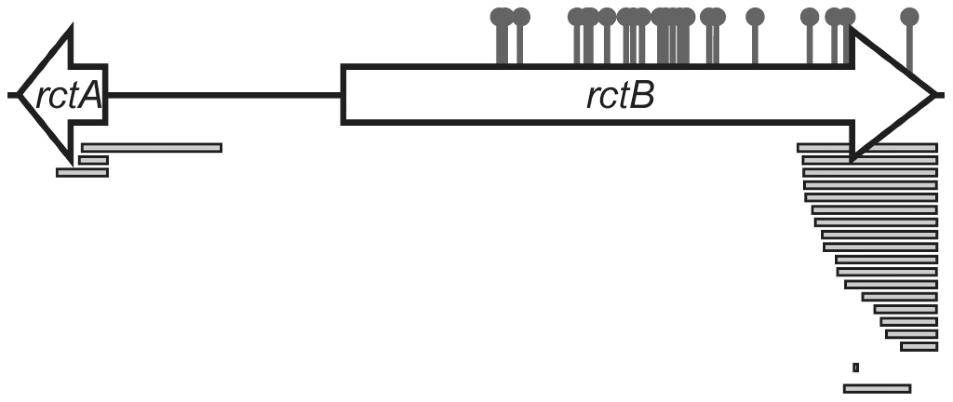 Map of locations of mutations that enabled replication of pYB292.