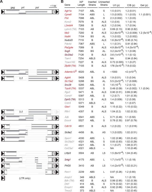 <i>Nxf1</i><sup><i>CAST</i></sup> congenic allele suppresses a diversity of IAP elements in the B6 genome.