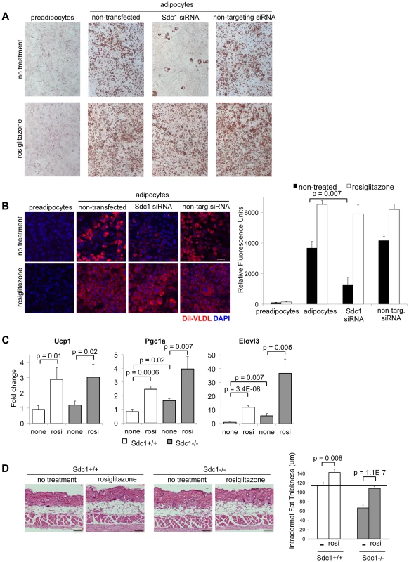 Adipocyte differentiation can be rescued <i>in vitro</i> and <i>in vivo</i> by the PPARγ agonist, rosiglitazone.