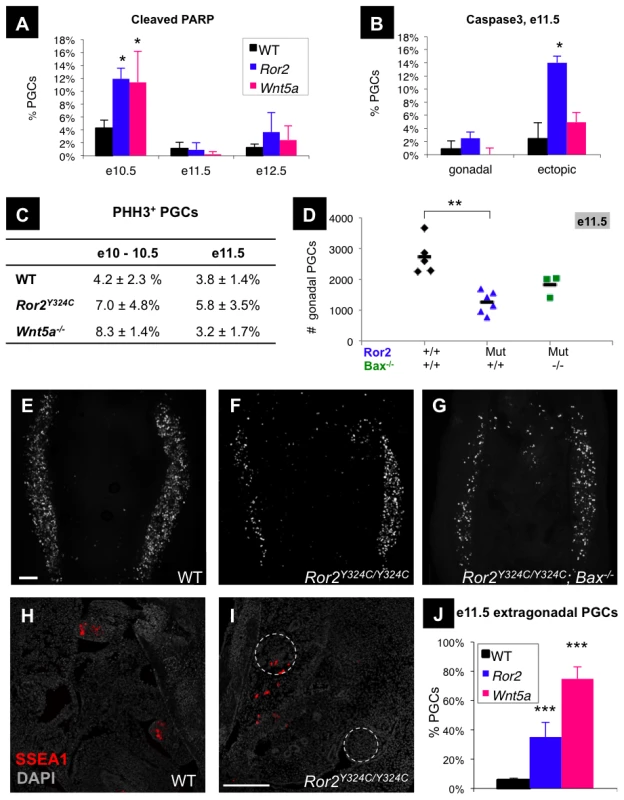 Increased PGC apoptosis and impaired colonization of the gonads in <i>Ror2</i> and <i>Wnt5a</i> mutants.