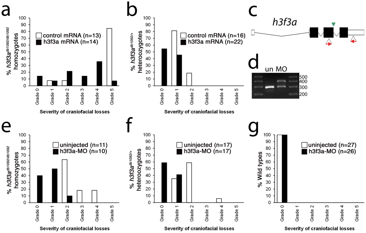 Injection of wild-type H3.3 RNA and reduction of mutant H3.3 levels both rescue craniofacial skeletal development in <i>h3f3a<sup>db1092</sup></i> mutants.