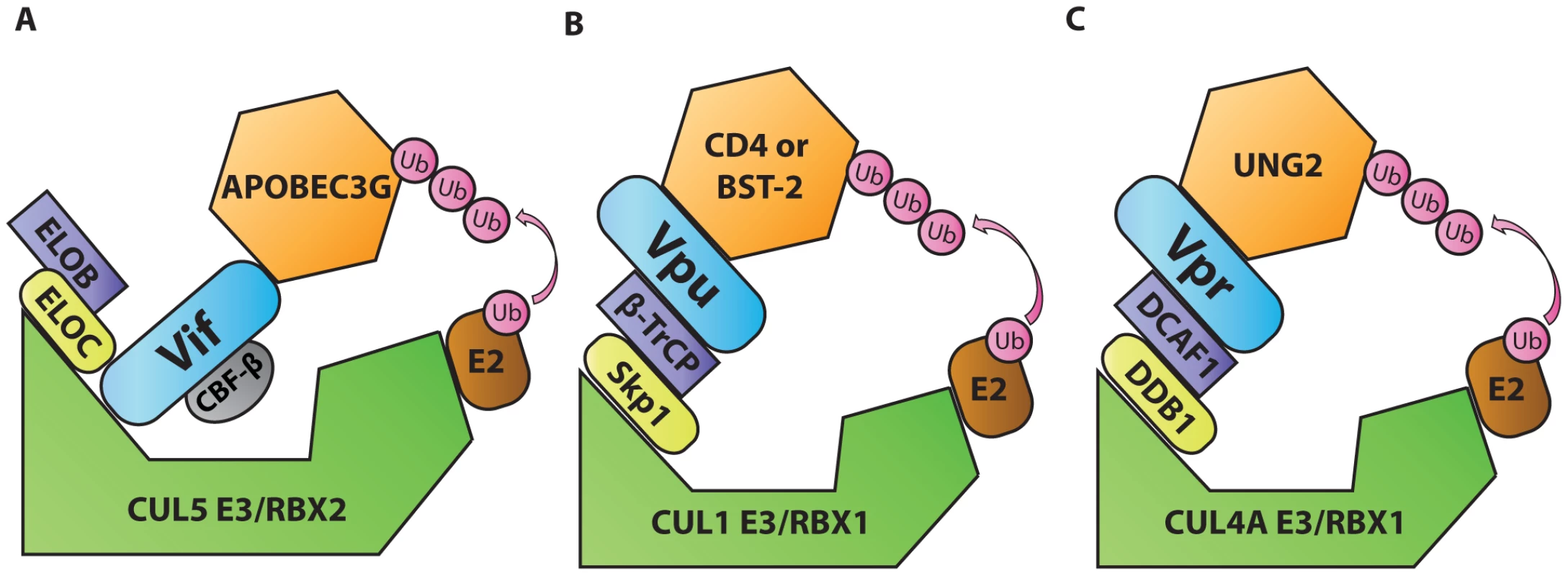 Diagrammatic representations of HIV-1 Vif, Vpu, and Vpr functioning as adaptors of substrate adaptors in cellular ubiquitination pathways.
