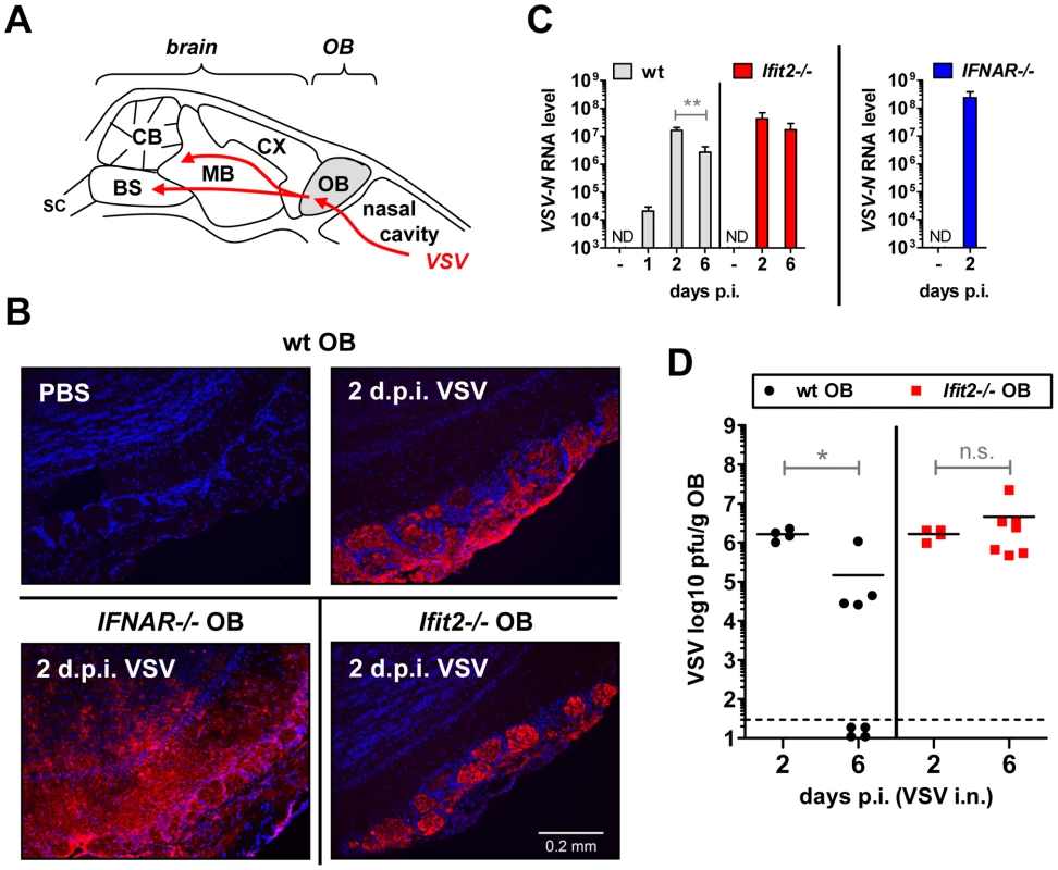 <i>Ifit2</i> does not inhibit VSV entry and replication in olfactory bulbs.