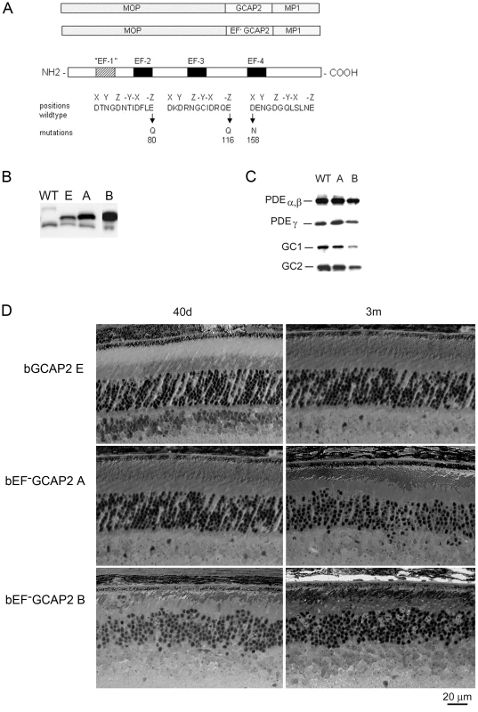 Transgene expression of bEF<sup>−</sup>GCAP2 in rods leads to retinal degeneration.