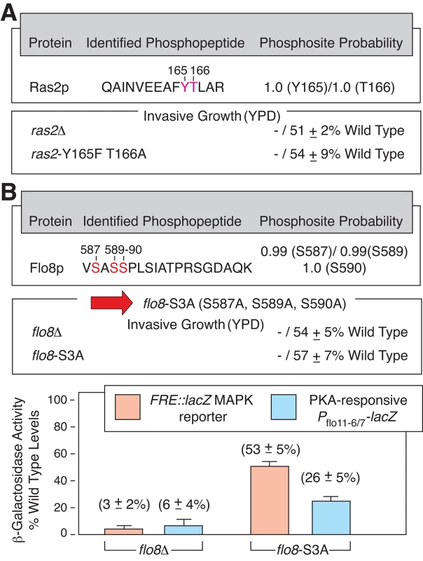 Newly identified phosphorylation sites in Ras2p and Flo8p are required for wild-type yeast invasive growth.