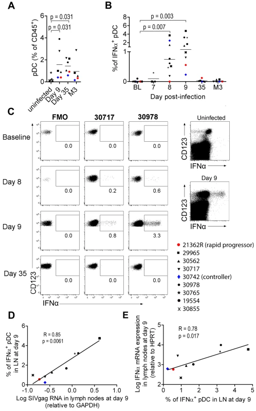 Plasmacytoid DCs are major contributors of IFNα production in peripheral lymph nodes during primary infection.