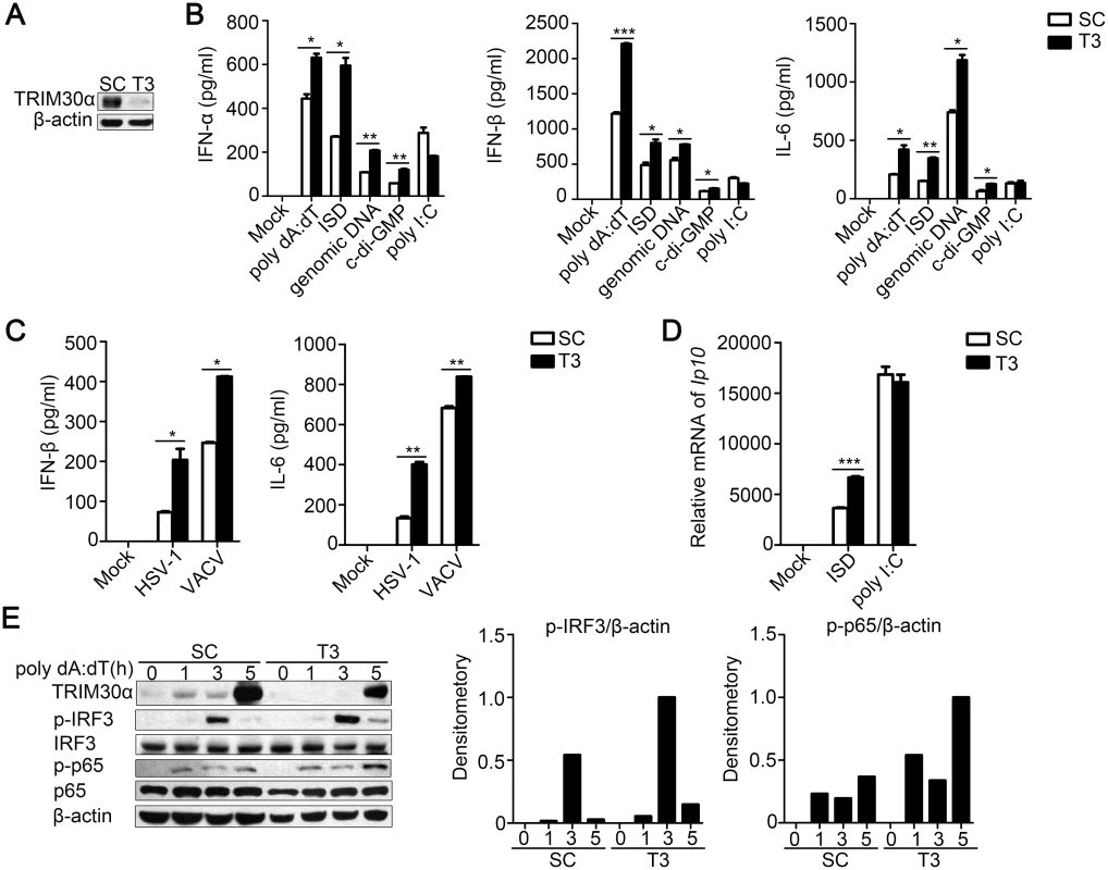 TRIM30α knockdown promotes immune signaling by cytoplasmic DNA and DNA virus infection in D2SC cells.