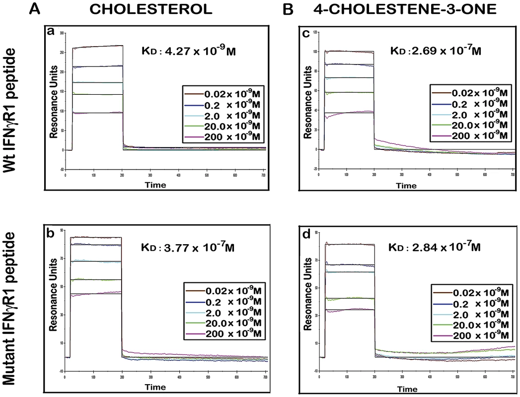 Binding analyses of specific IFNγR1 derived peptides to liposomal cholesterol and 4-cholestene-3-one by SPR.