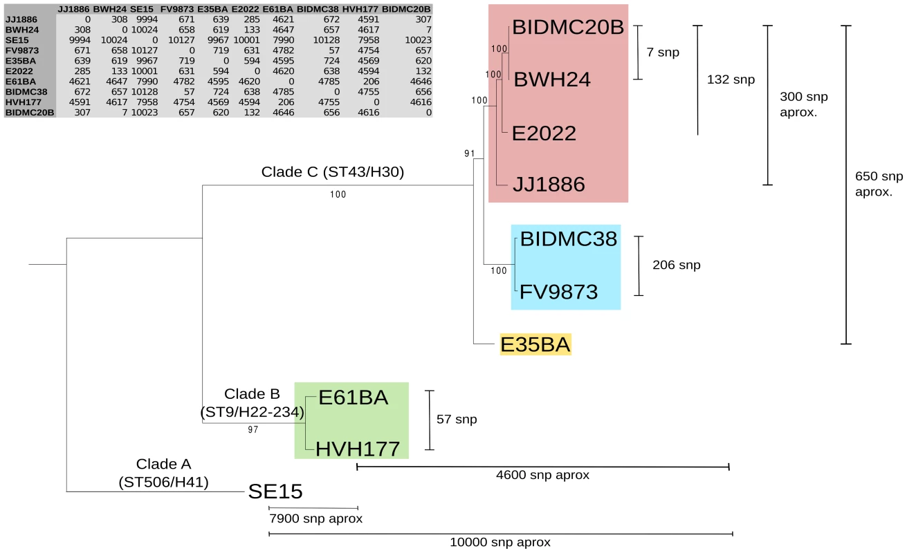 Phylogenetic tree of ST131 <i>E. coli</i>.
