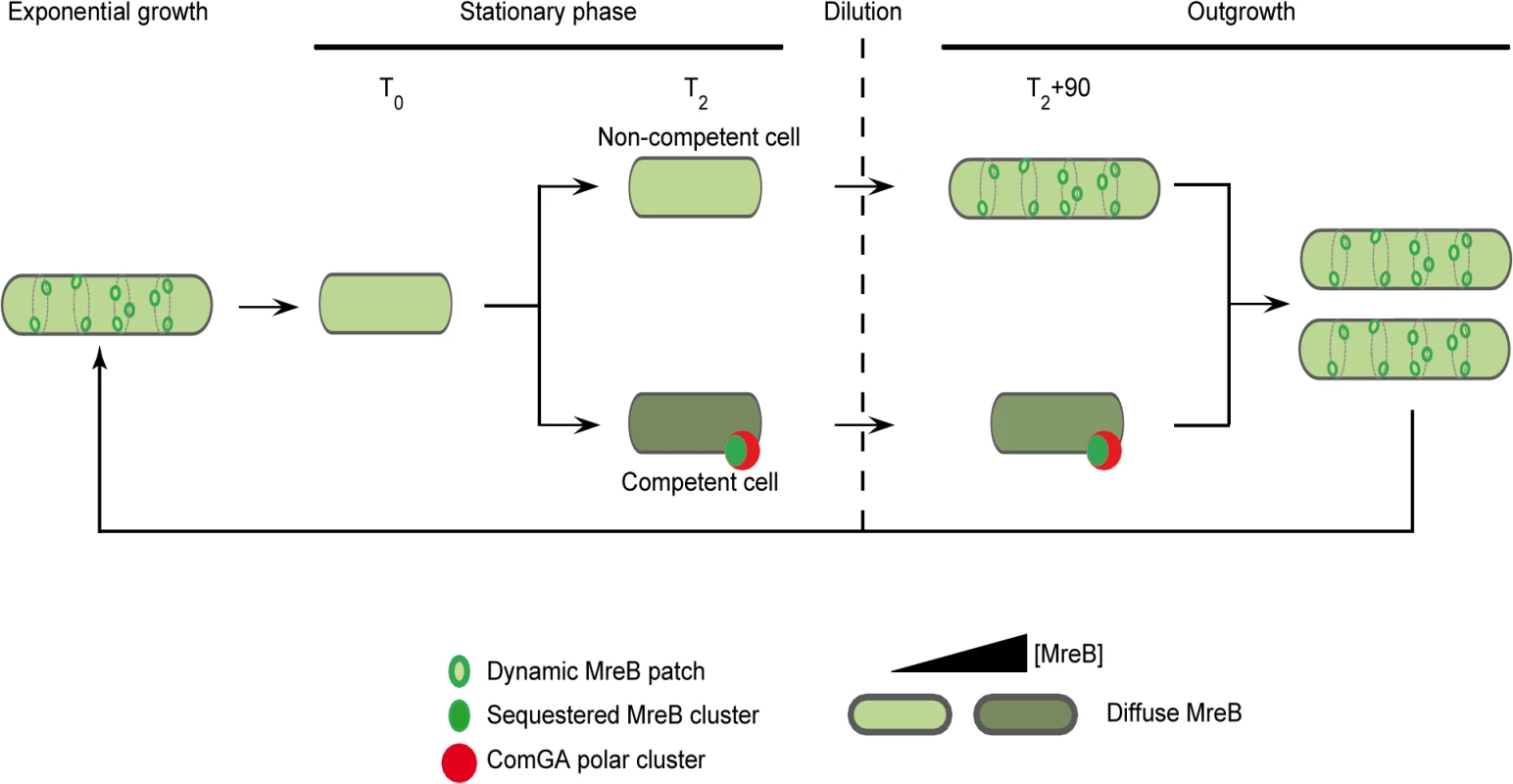 A model for sequestration of MreB by ComGA to prevent cell elongation and delay the escape from competence.