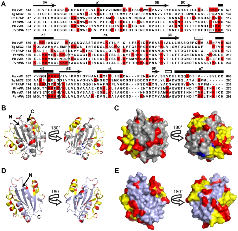 A Homology model of <i>Plasmodium falciparum</i> CTRP provides insight into the potential VS1 binding motifs.